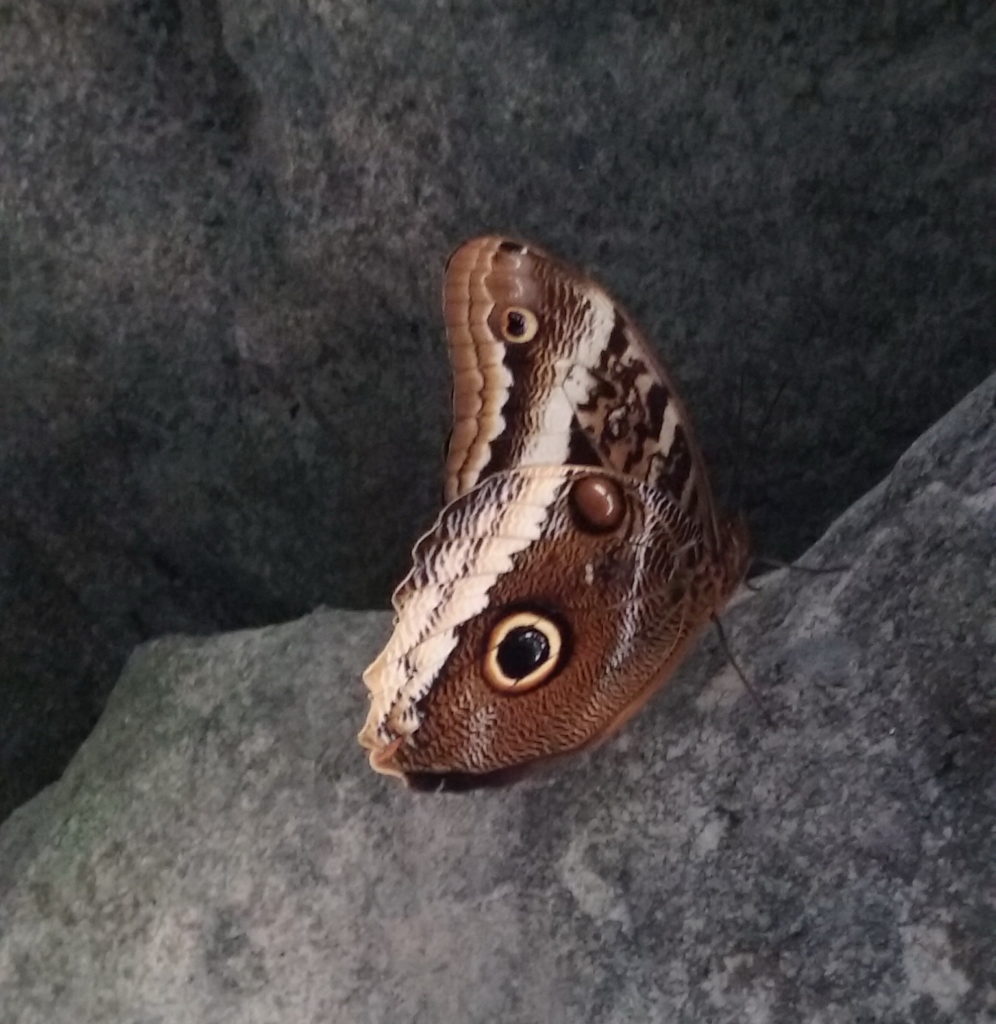Owl Butterfly: Cleveland Botanical Gardens